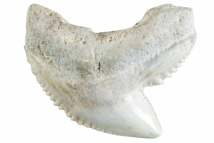 Colorful, Fossil Tiger Shark Tooth - Bone Valley, Florida #235601